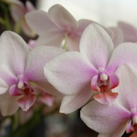 淡いピンク色の胡蝶蘭