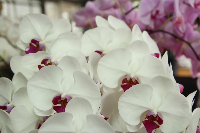 白い花びらに紅色のリップ | 京都の胡蝶蘭生産工房スマイルオーキッド｜お祝い・贈り物に
